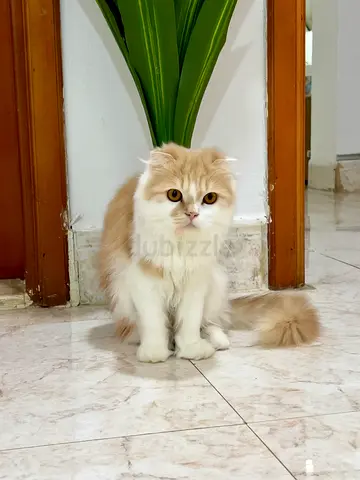 Ajman