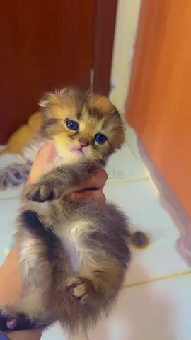 Pet for adoption
