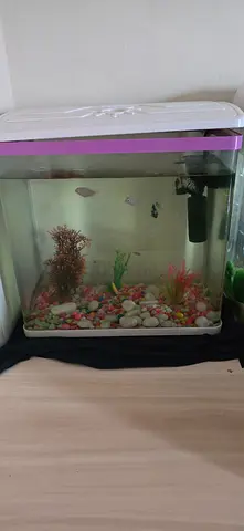 Fish Tank For Sale