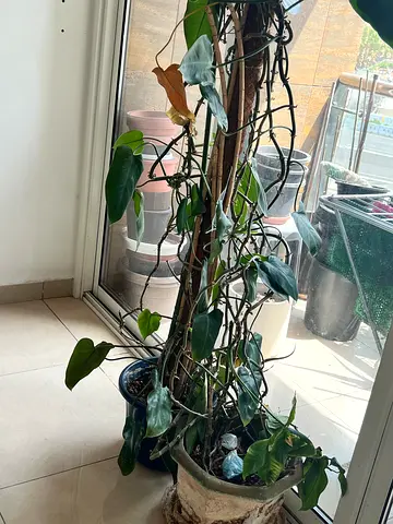 Large climbing indoor pothos/philodendron on moss pole — healthy, mature plant