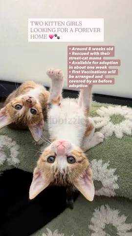 TWO KITTEN GIRLS LOOKING FOR A FOREVER HOME 🤍🐾