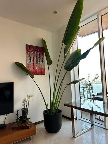 Large Travelers Palm