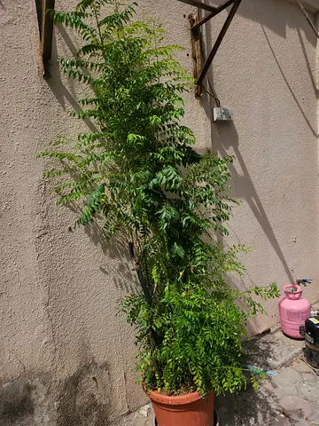 Plant for sale - Curry leaf- Big Size