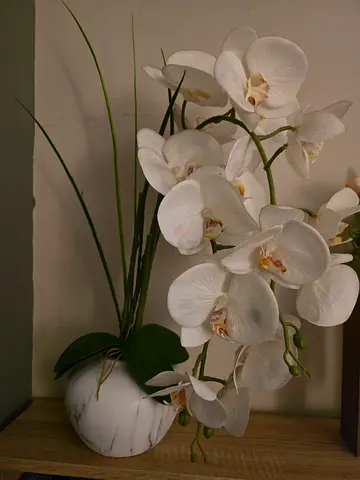 White orchid in a faux marble pot