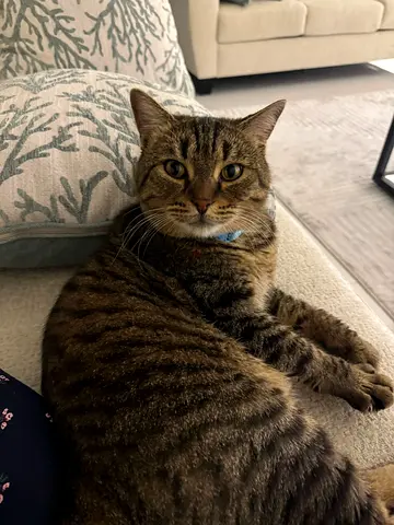Friendly Tabby Cat Available for Rehoming — Indoor, Neutered he’s so friendly