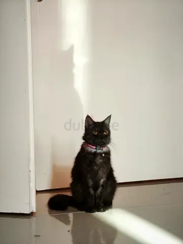 1 Female Cat for Free Adoption