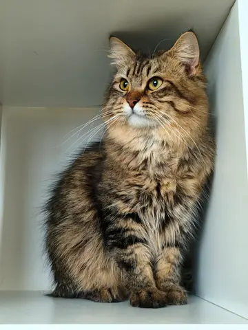 1 Male Cat for Free Adoption