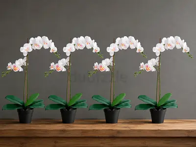 FEJKA IKEA
Artificial potted plant, Orchid white, 12 cm 2 pcs available