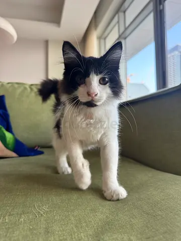 8 Week Old Rescue Kitten for free adoption (boy)