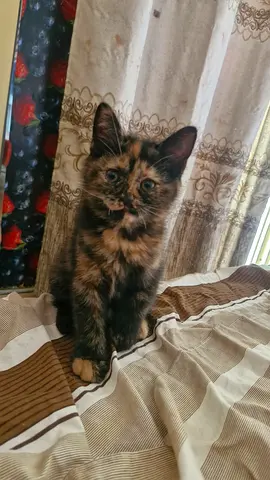 Young kitten looking for a new home free adoption