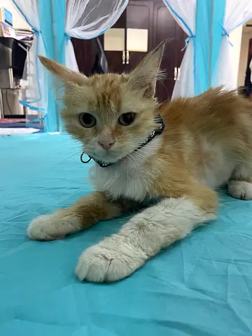 7 months old kitten