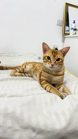 Cat for adoption