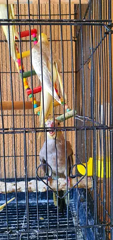 Tamed Cocktail