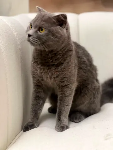Friendly gray British Shorthair female available for adoption