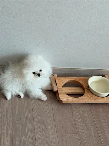 Healthy Pomeranian Puppy — He playful and ready for a loving home