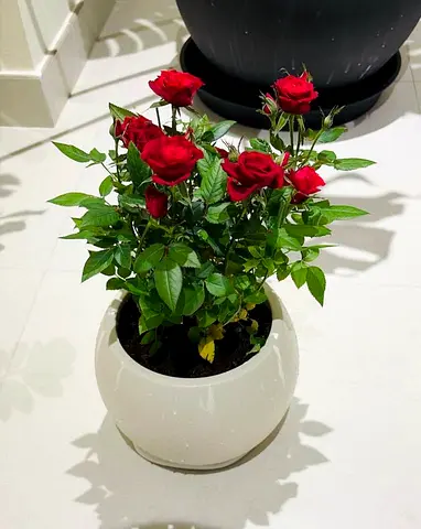 Potted red rose plant in white ceramic pot - healthy indoor plant
