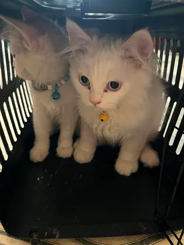 Two fluffy white kittens for free adoption