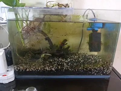 Small glass aquarium with filter and small drift wood
