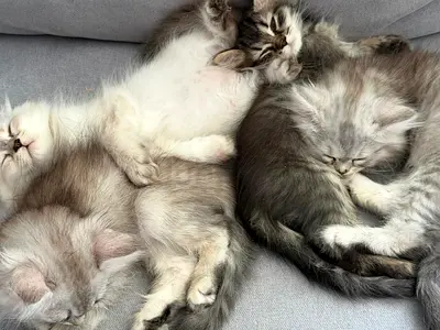 Cat adoption