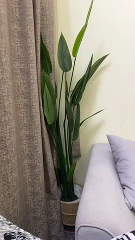 Tall Artificial Bird of Paradise Plant in Woven Pot from Home Centre