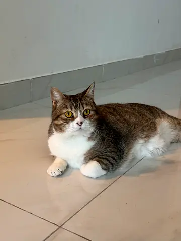 Friendly indoor Faous looking for a new home
