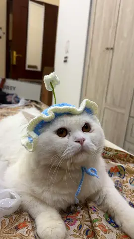 White persian male Cat - Friendly and Calm with pasdport  free adaption for cat lover