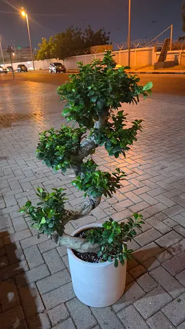 Indoor plant