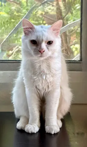 Free cat adoption - Chino