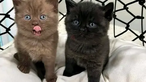 Pure breed British shorthair