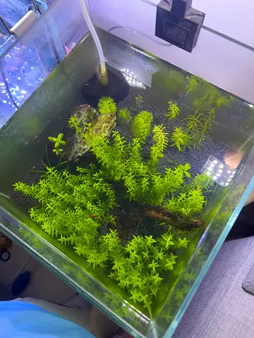 30cm x 30cm Planted Fish tank