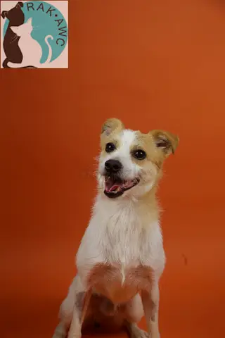 Energetic TUCKER