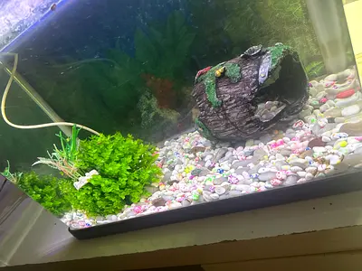 Glass Fish Tank with Gravel and Decorations