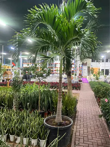 Indoor Potted Palm Tree - Veitchia Palm - 120L Pot