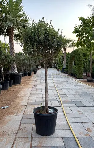 Mature Olive Tree in Large Pot — Ready for Garden or Patio