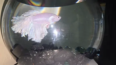 Betta fish with bowl for sale
