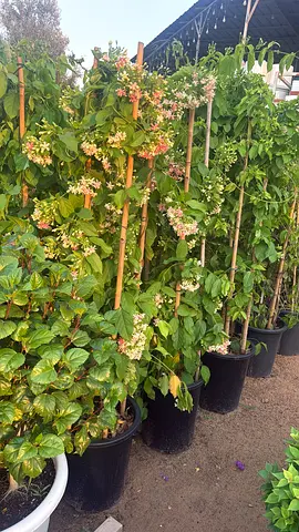 Healthy Flowering Potted Garden Plants - Ready to Plant