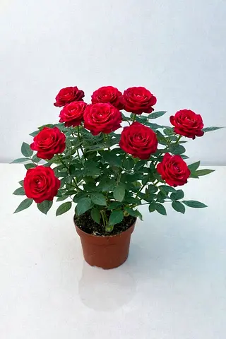 Potted red rose plant - healthy blooming indoor plant