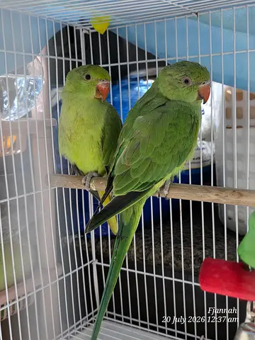 Pair of green parakeets