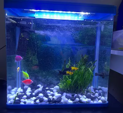 Small LED Home Aquarium with Fish and Gravel - Ready Setup