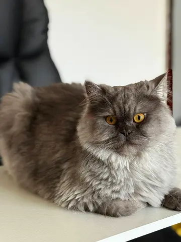 Cat for adoption
