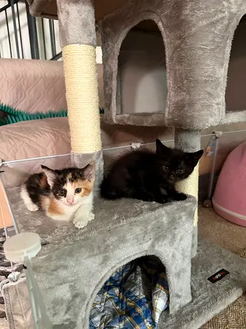 2 kittens around 2months old, The girl will be fluffy, t boy black coloring and Bengali patterns