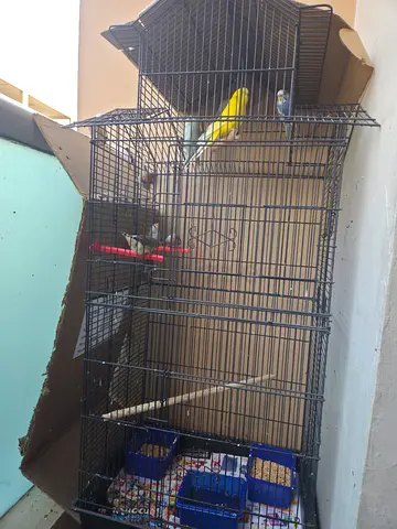 Pets
