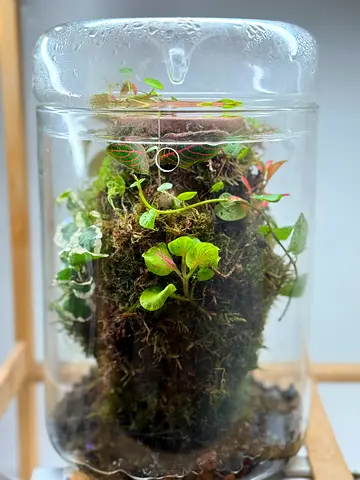 Handmade Closed Glass Terrarium with Live Moss Small Plants