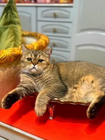 Friendly British Shorthair Cat - Calm, Indoor Companion, fun to play with, vaccinated with passport