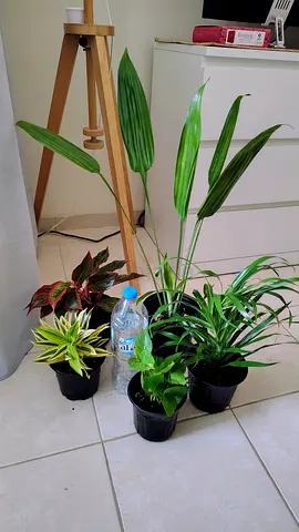Take all 5 asy to take care indoor plants Final price , last price , best price 80 dhs only