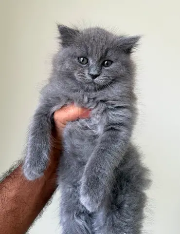 Adorable Pure British Longhair Kitten
