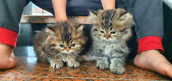 Cats for Adaption