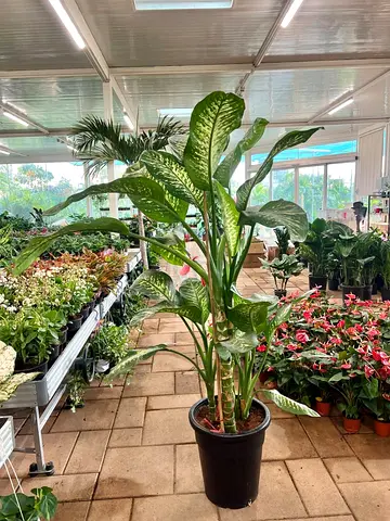 Dieffenbachia Live Indoor Plant, Variegated Green Foliage, Potted Tropical Houseplant