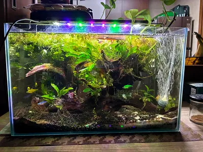 Small planted aquarium with live plants and LED light - ready setup