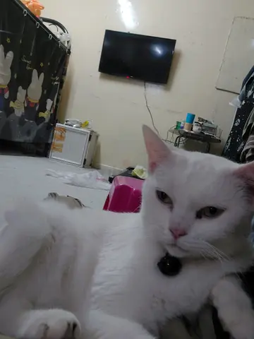 Persion cat for free adoptiion